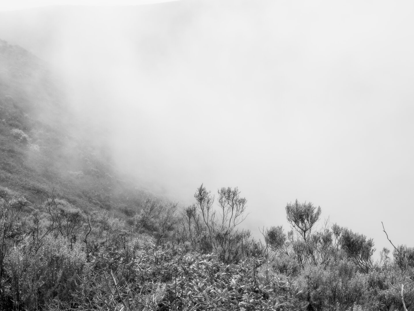 Fog fills the valley, highlighting a few shrubs in the foreground