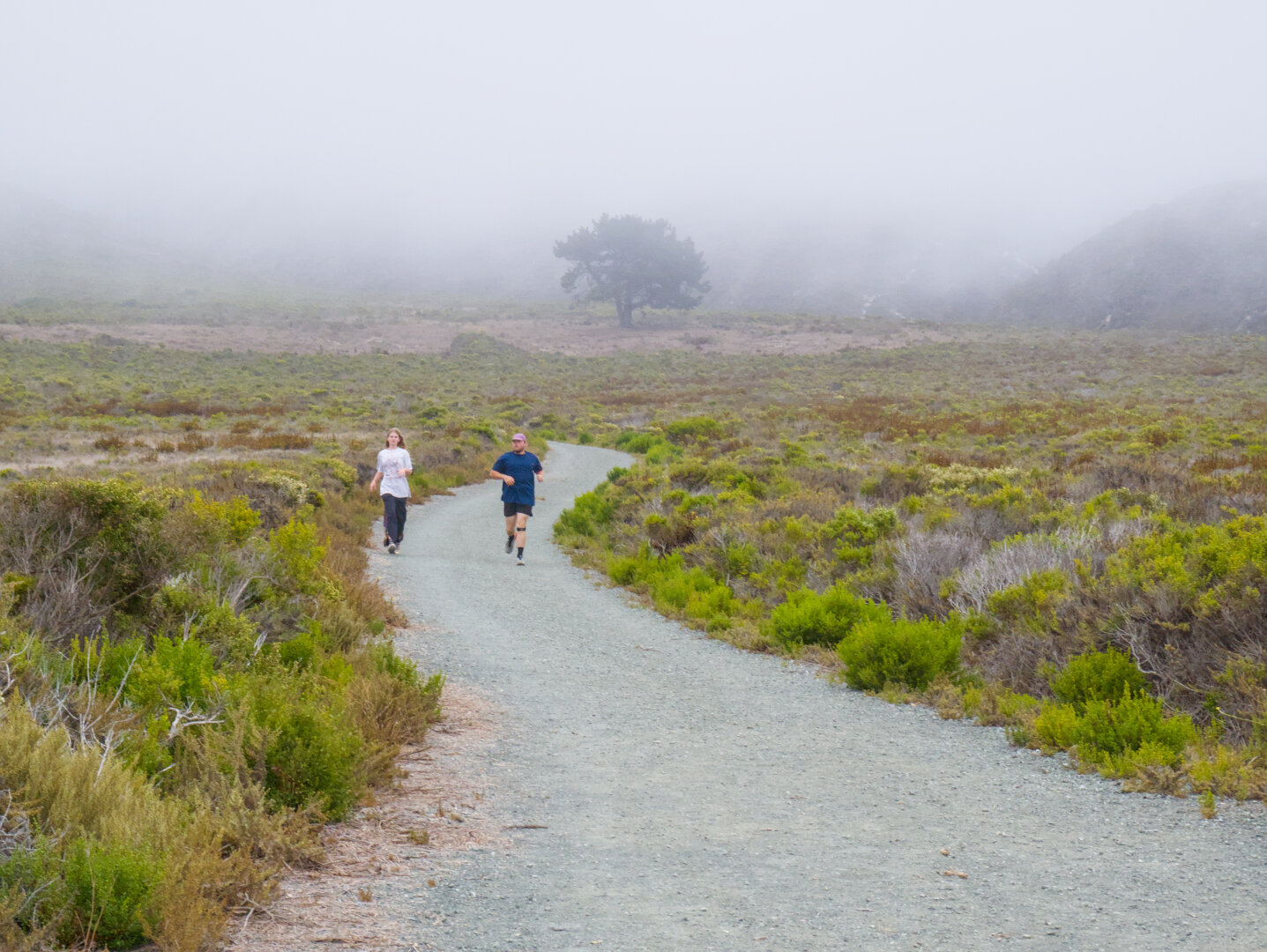Looking down a curvy dirt trail through the shrubs, leading into the scene towards a lone tree in the fog. Two people were on the trail, one walking and one running towards me.