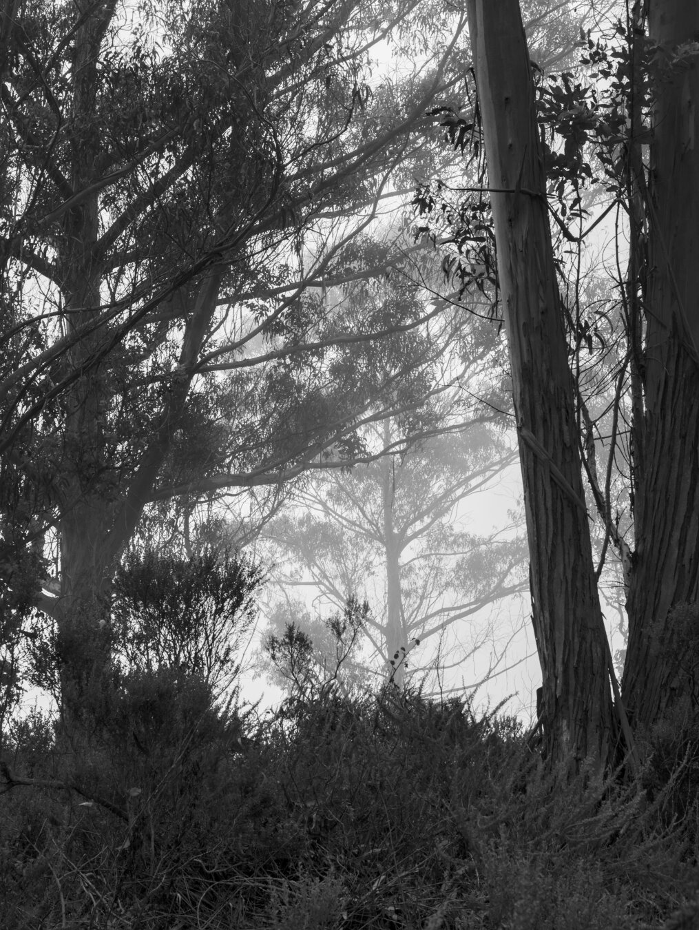 Trees closer to me frame a tree that is further away behind more fog, emphasizing the layers in the fog