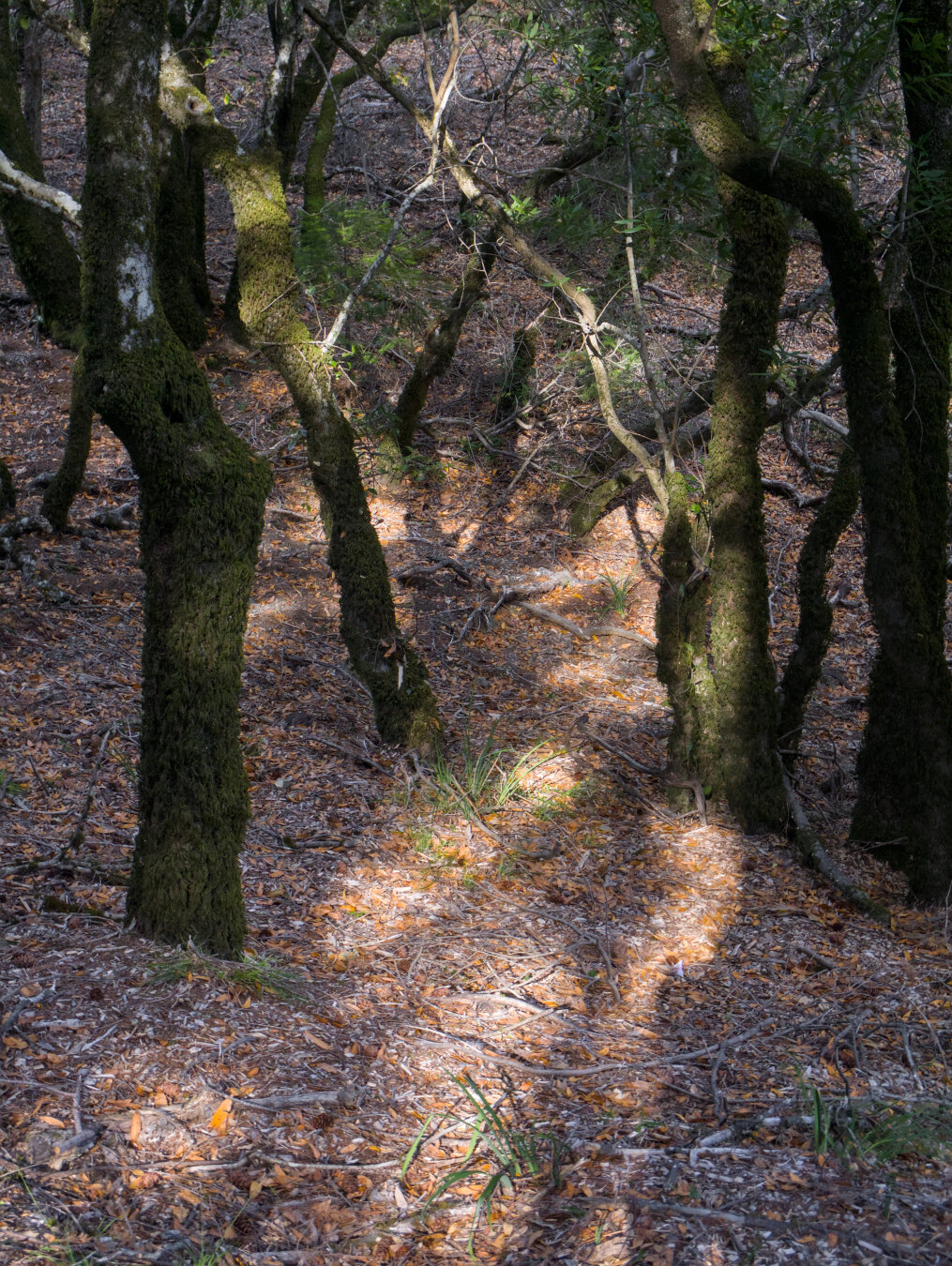 Dappled light on the dry forest floor beneath crooked trees