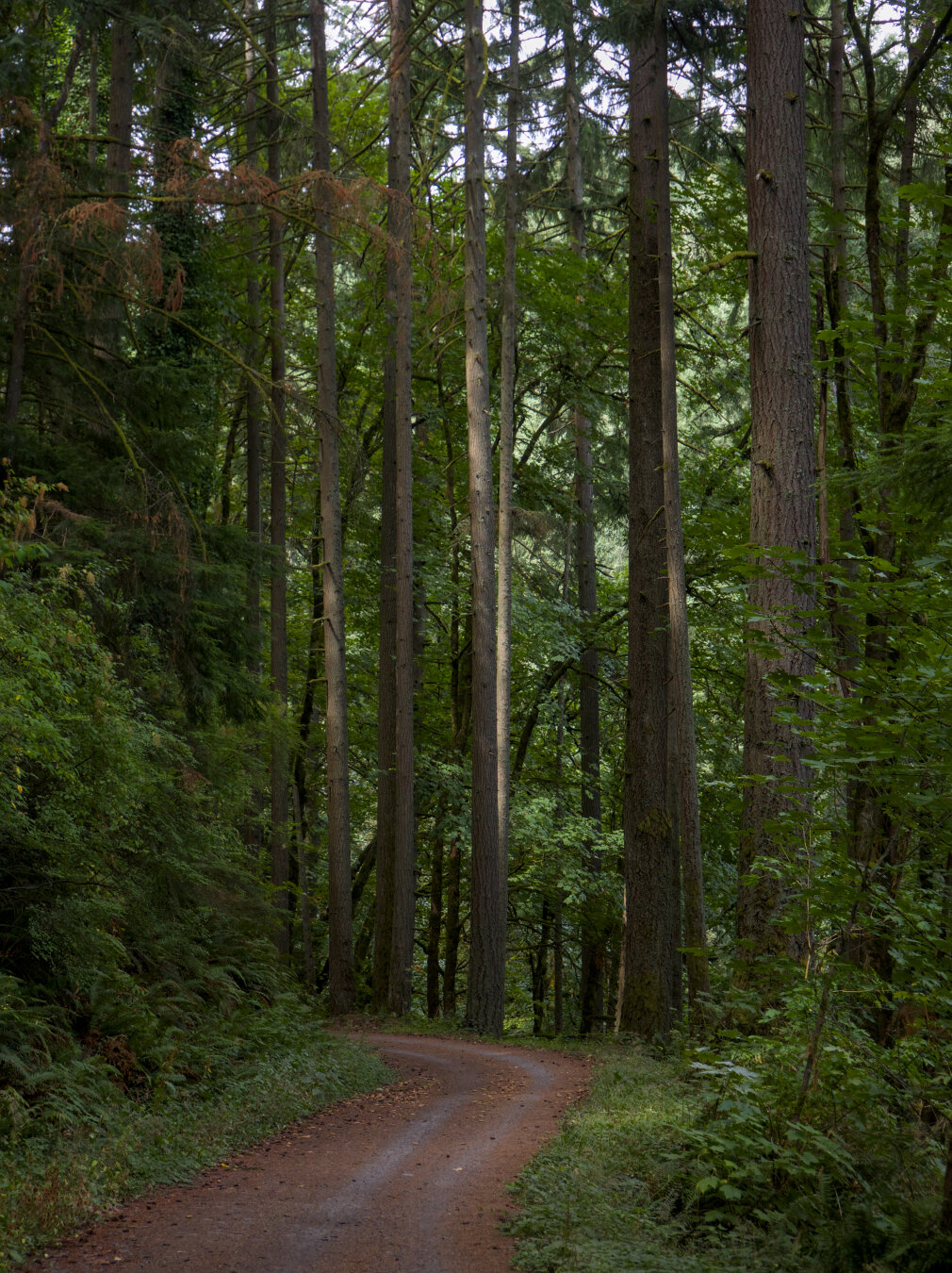 Soft sunlight illuminates some straight and tall tree trunks in the forest