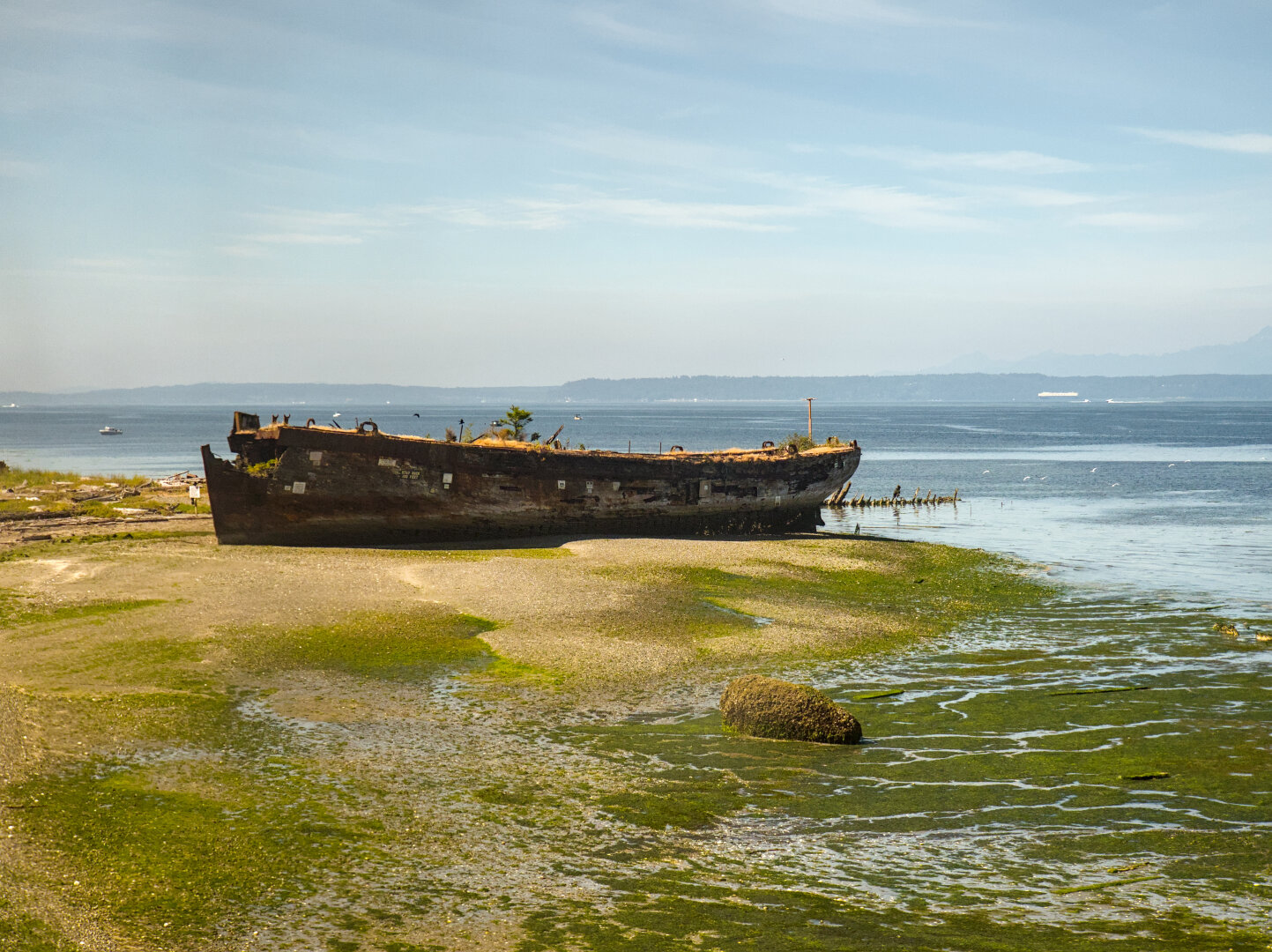 A medium sized wooden boat is rotting away on a beach. The beach has a lot of algae.