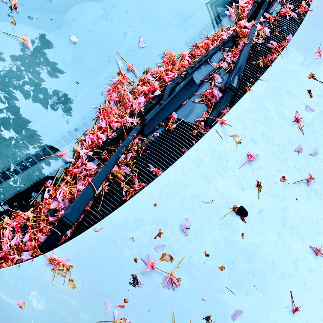 Cherry blossom petals fallen on a cat bonnet, captured by the windscreen wipers.