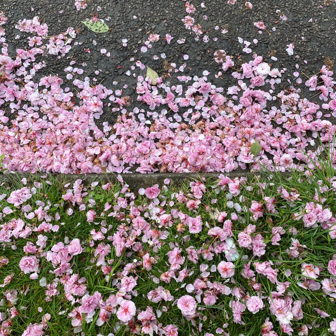 Frame divided by cherry blossom against kerbside