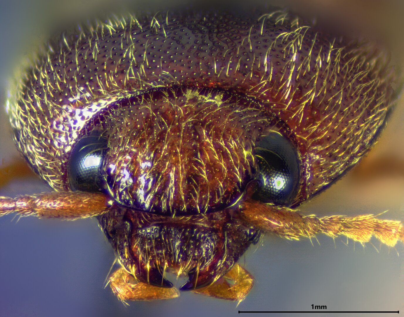 Close-up of the face of a brown click beetle.