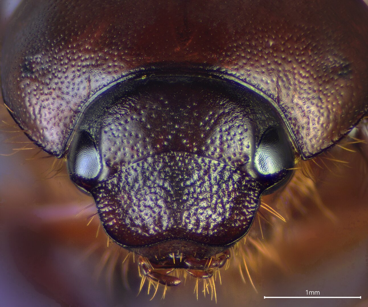Close-up of the face of a reddish-brown scarab beetle.
