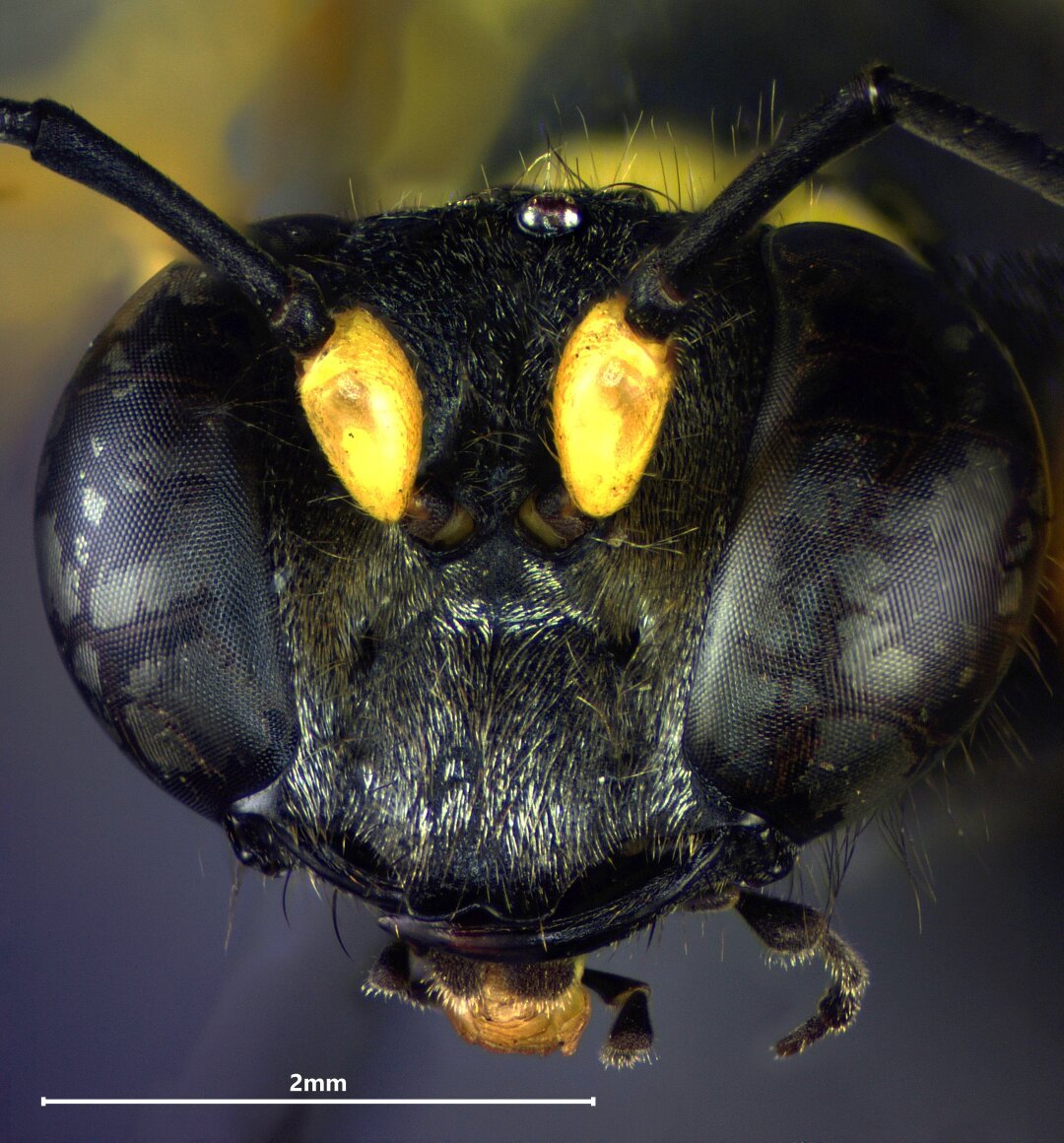 Close-up of the face of a yellow and black mud dauber wasp.