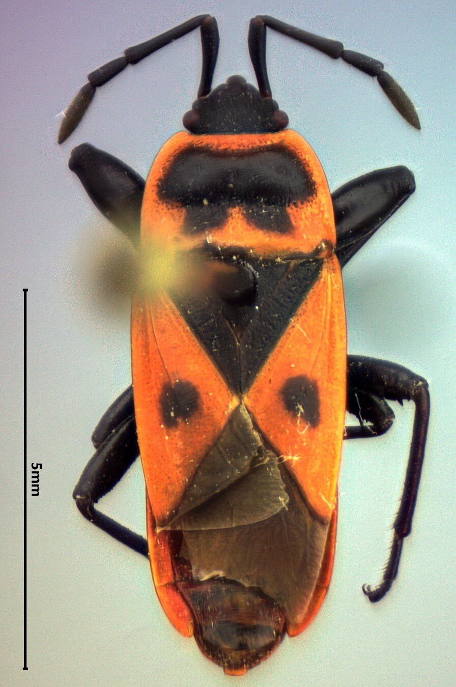 A pinned orange and black bug.