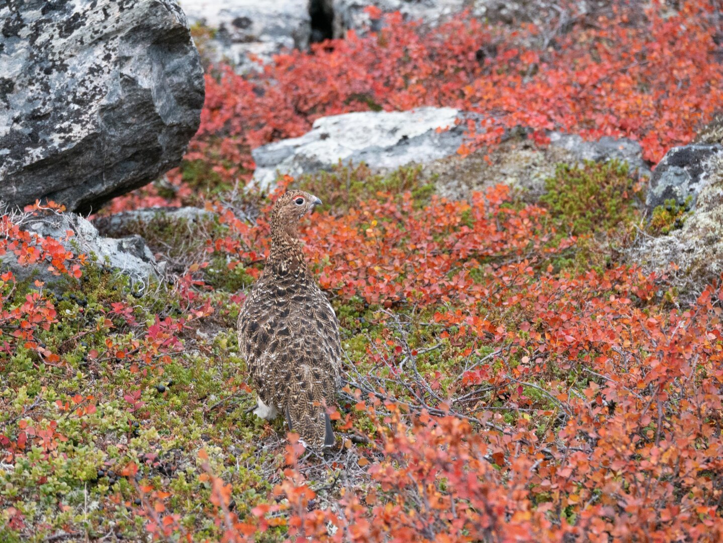 Red and orange autumn colors from leaves, with a rock ptarmigan bird in brown summer plumage.