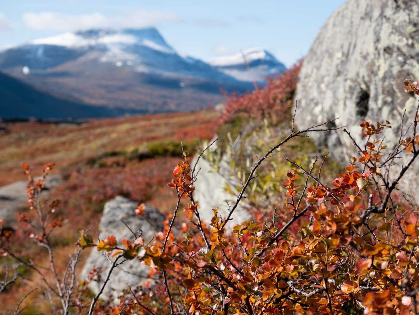 Red and orange autumn colors from leaves, and snowy mountaintops in the background.