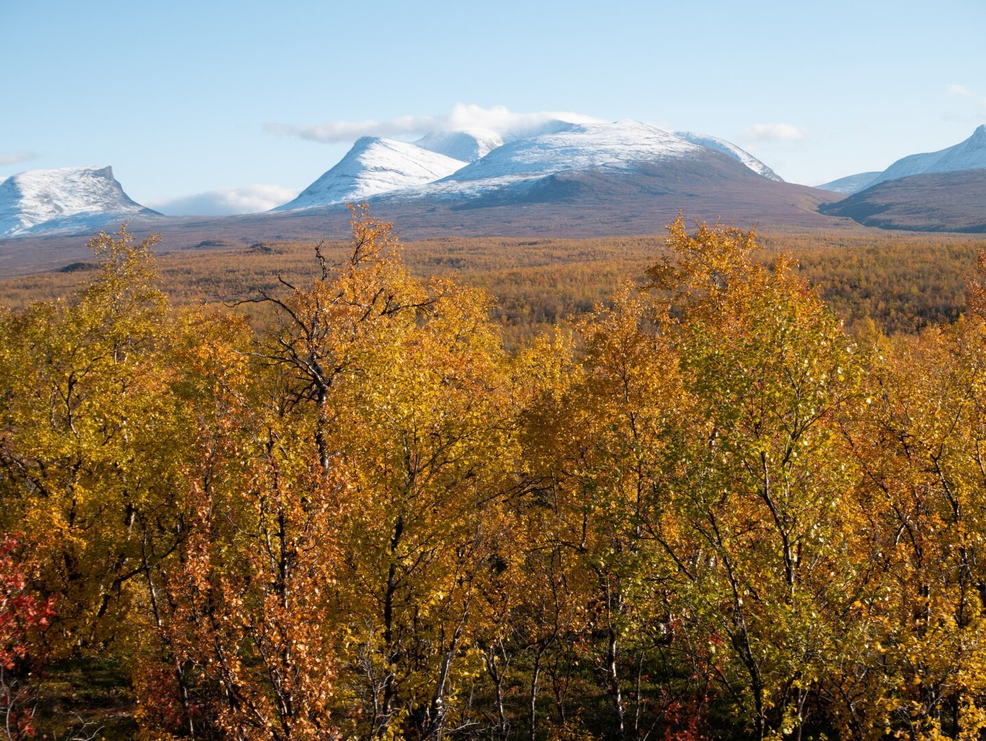 Red and orange autumn colors from leaves, and snowy mountaintops in the background. The mountain tops represent Lapporten, the gate to Lapland.
