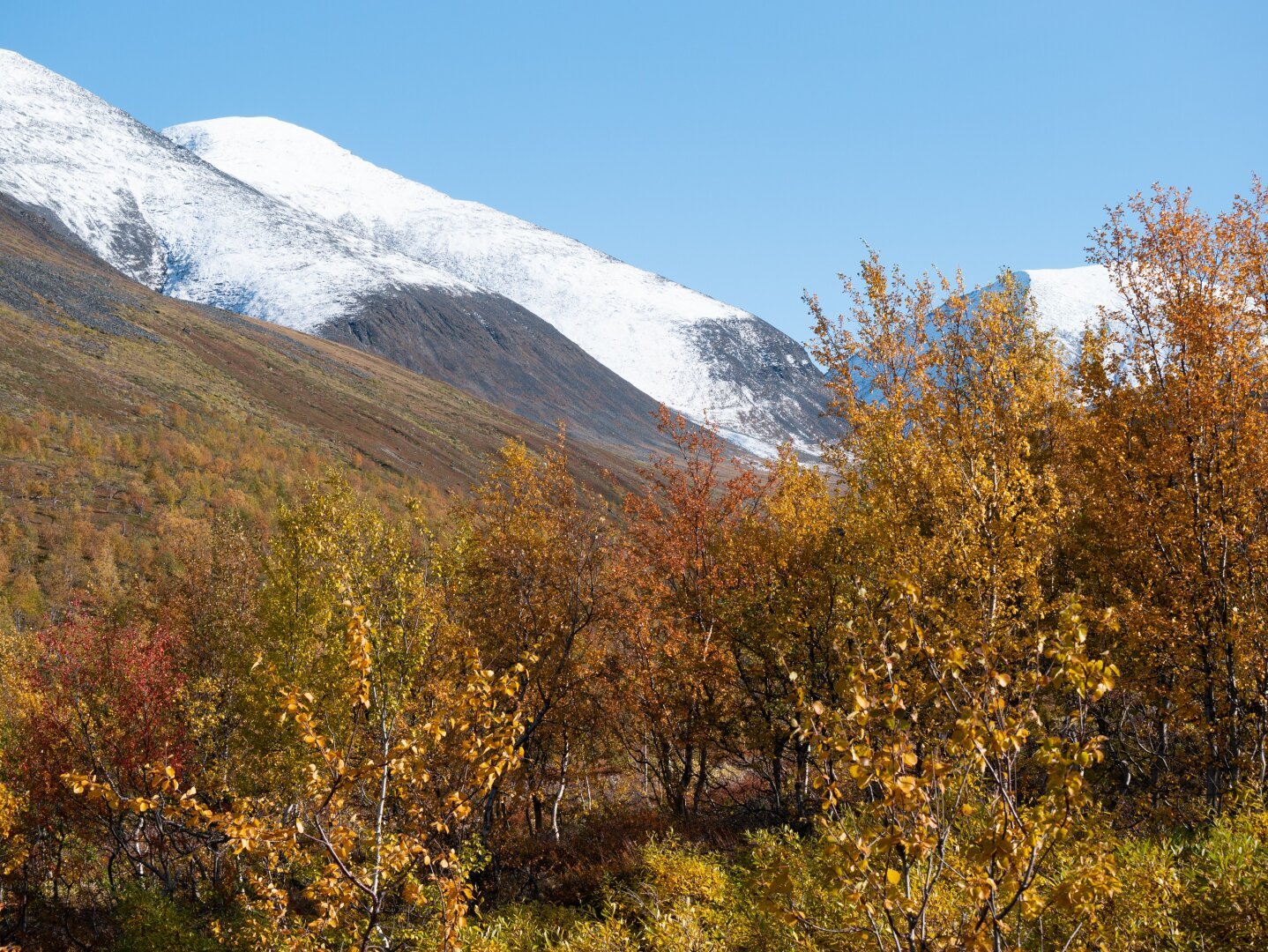 Red and orange autumn colors from leaves, and snowy mountaintops in the background.