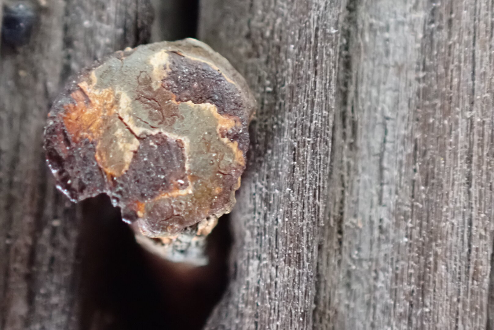 An old rusty nail is embedded weathered wood