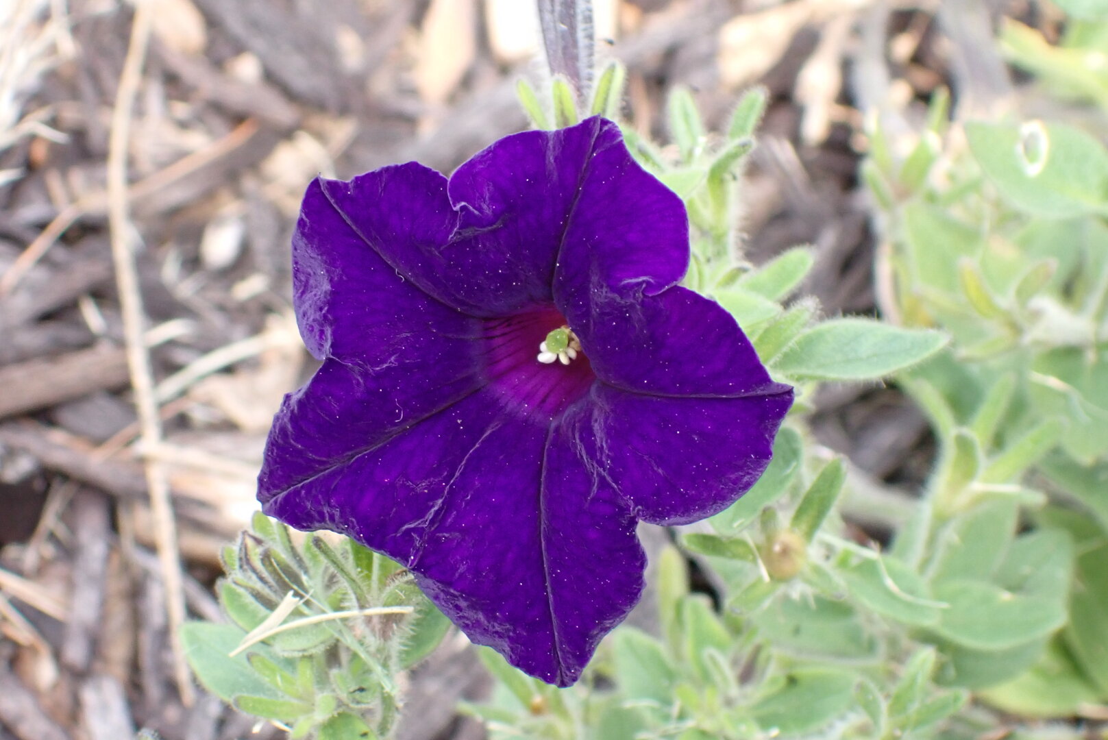 A purple flower against a green background