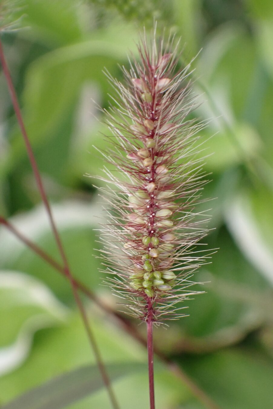 A tip of a green plant