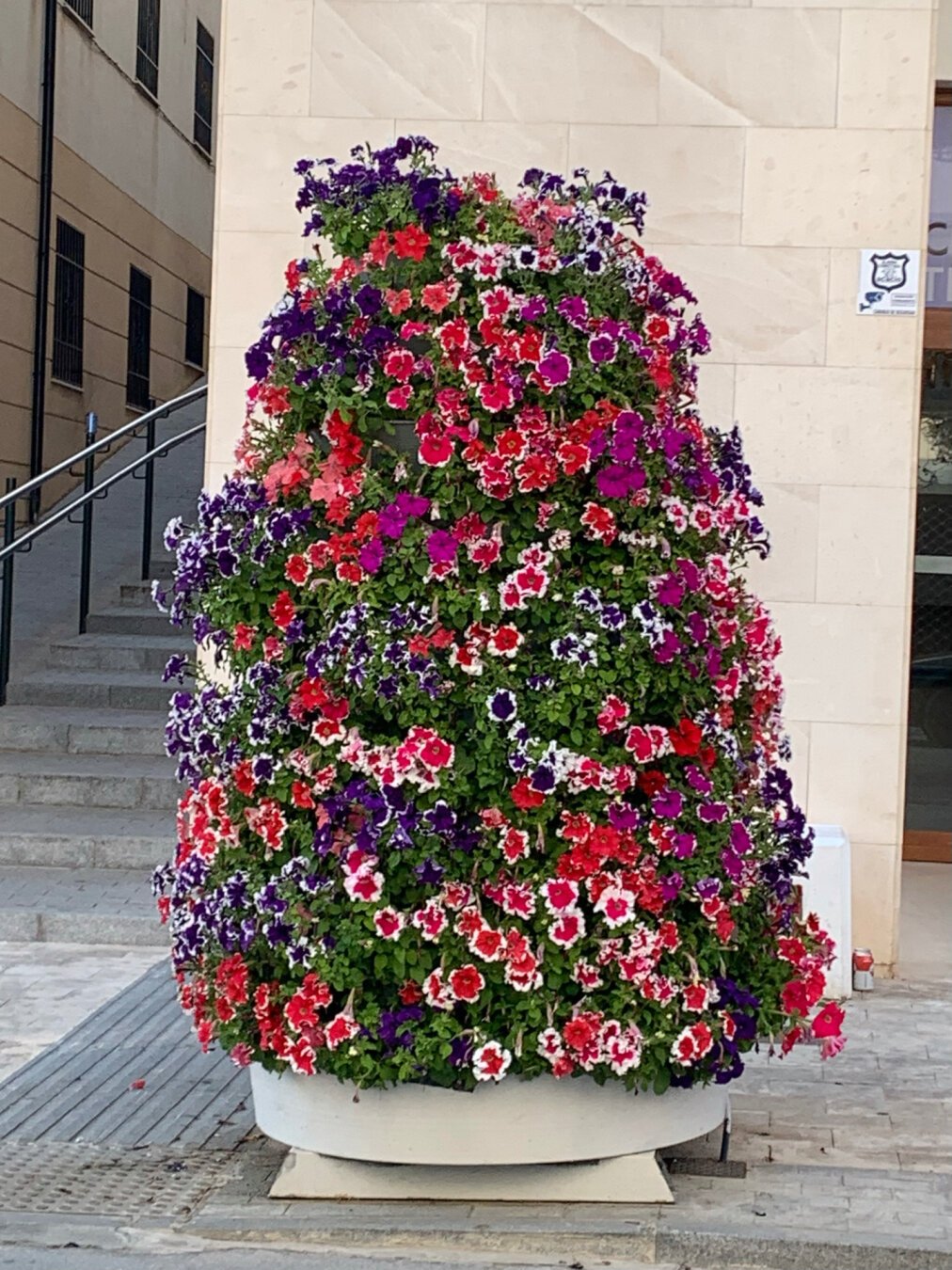 Maceta en la acera, junto a un edificio público, que está llena de flores de varios colores.