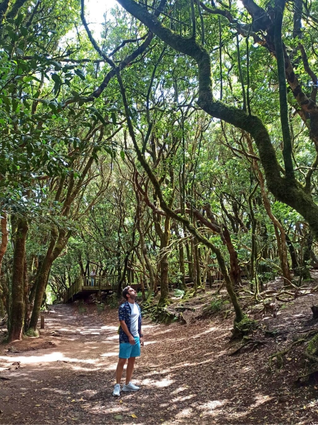 Sendero de laurisilva. Se ven muchos árboles, destacando en el tronco y ramas de uno de ellos. Abajo en el centro estoy yo mirando arriba.