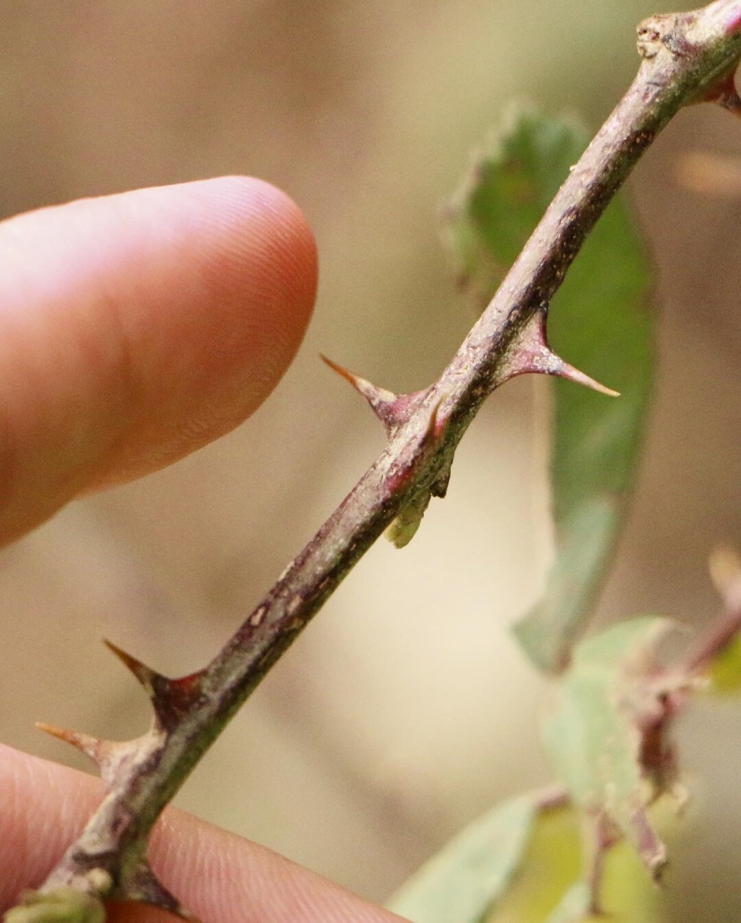 Pequeña rama con aguijones. Un dedo está apunto de tocar uno y pincharse.