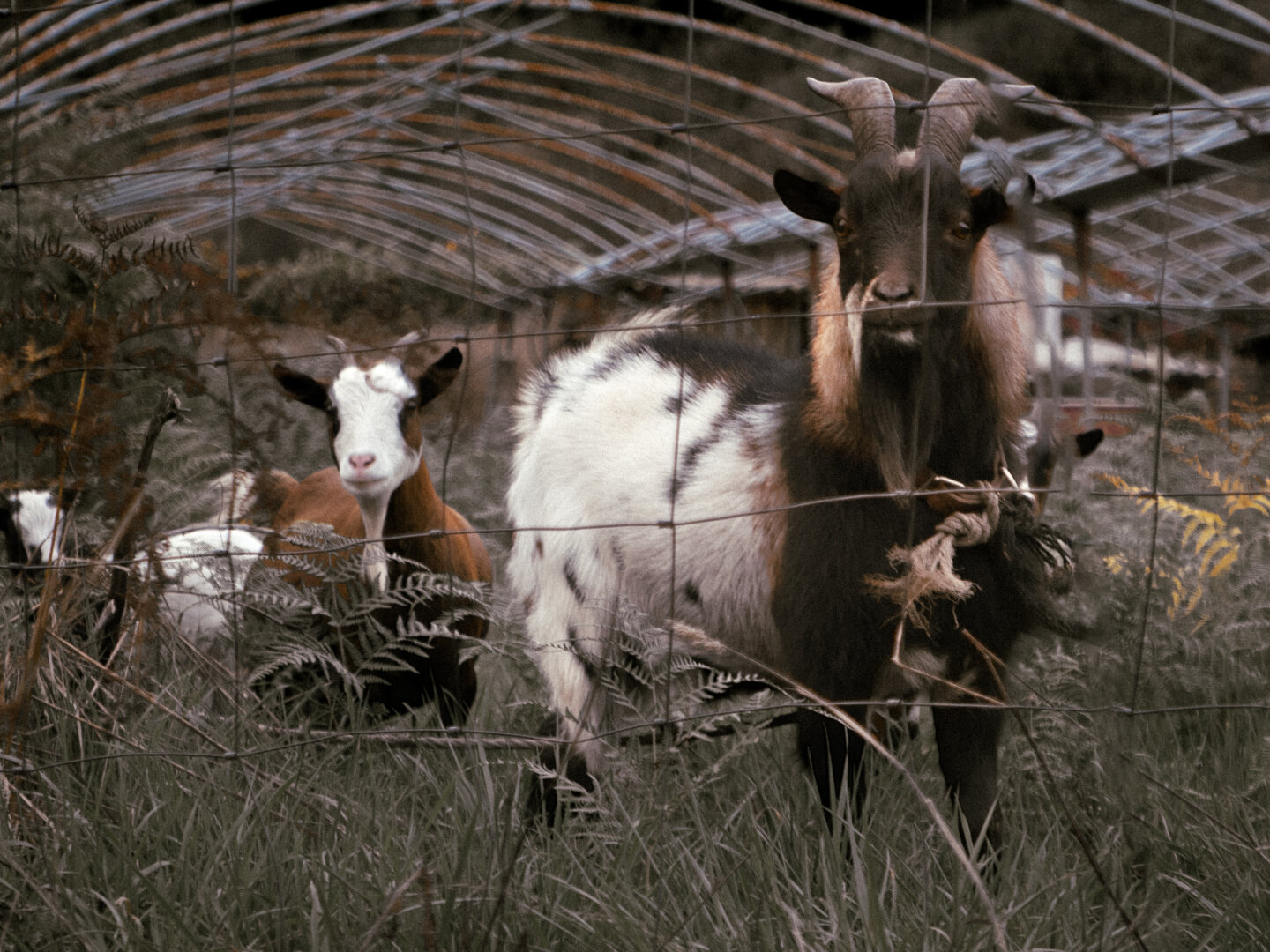 Cabras mirando a camara.