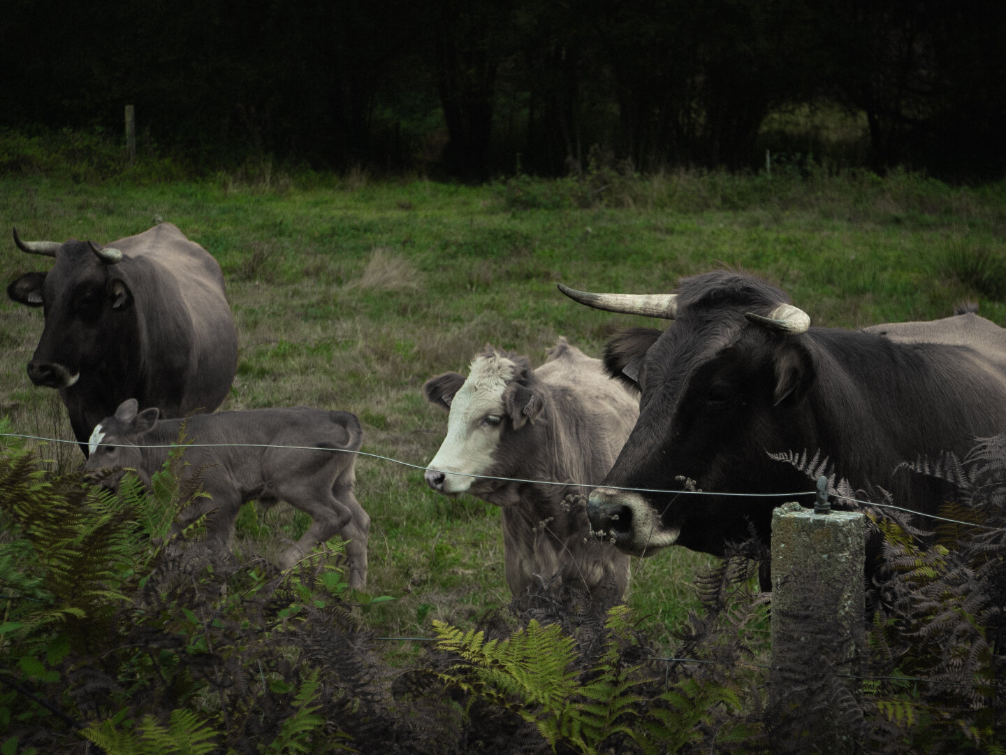 Vacas en branco e negro no campo coa cor verde natural.