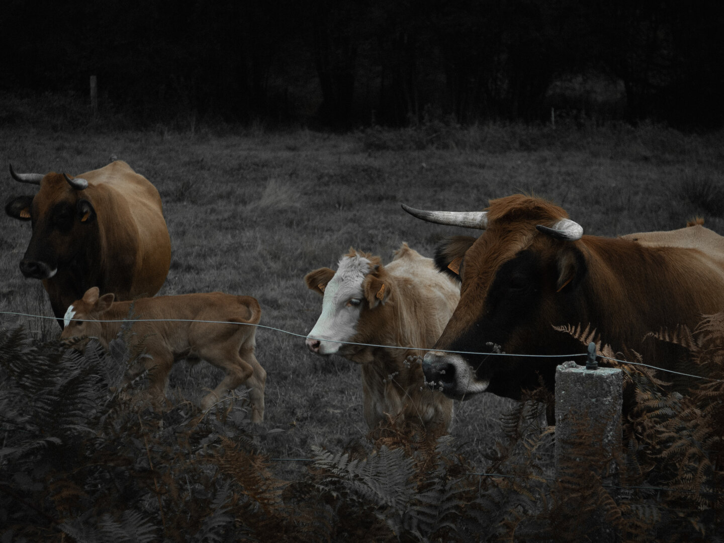 Vacas no campo. So teñen cor as vacas, o resto está en branco e negro.