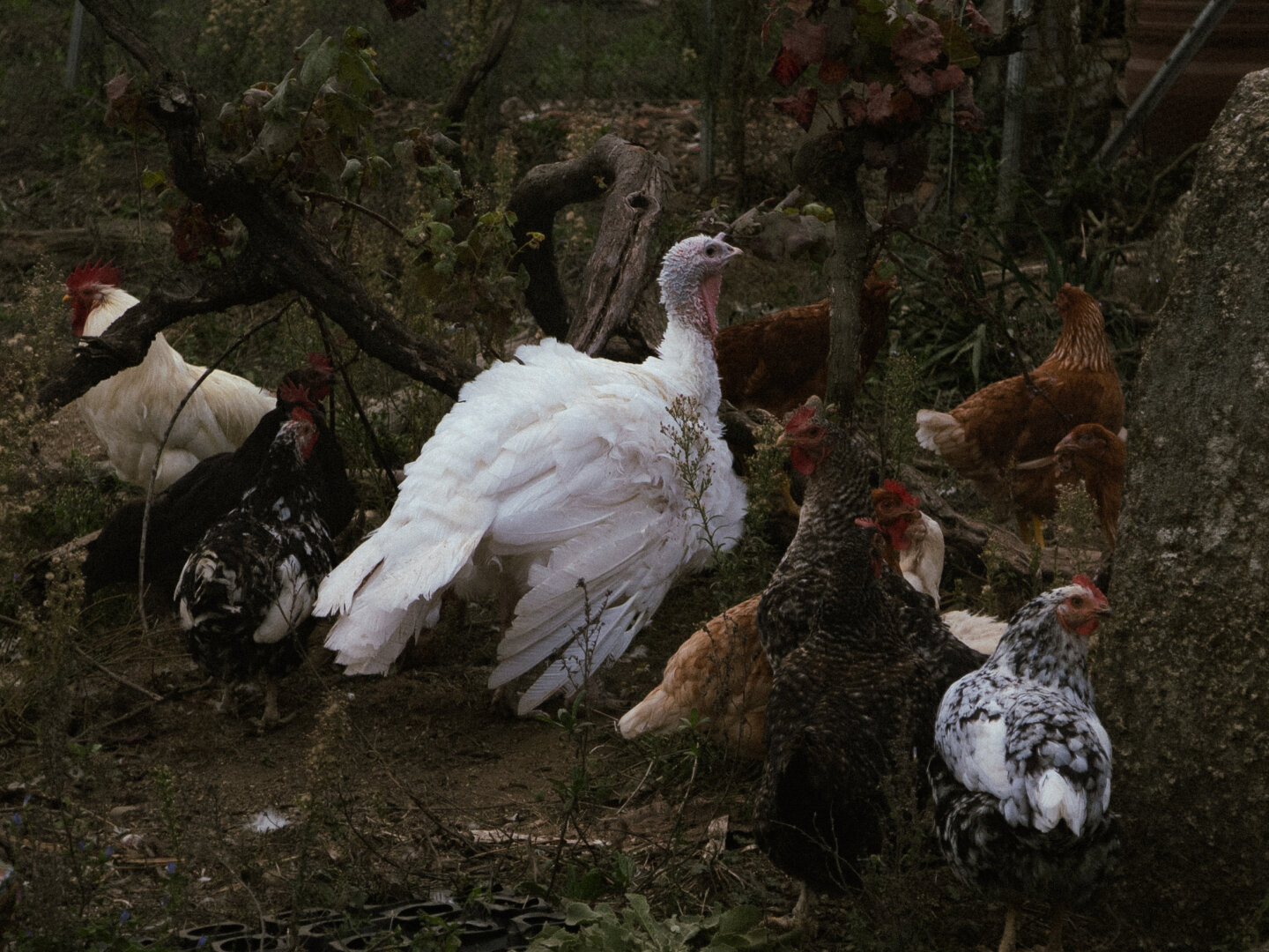 Pavo branco rodeado de galiñas e galos nunha finca.