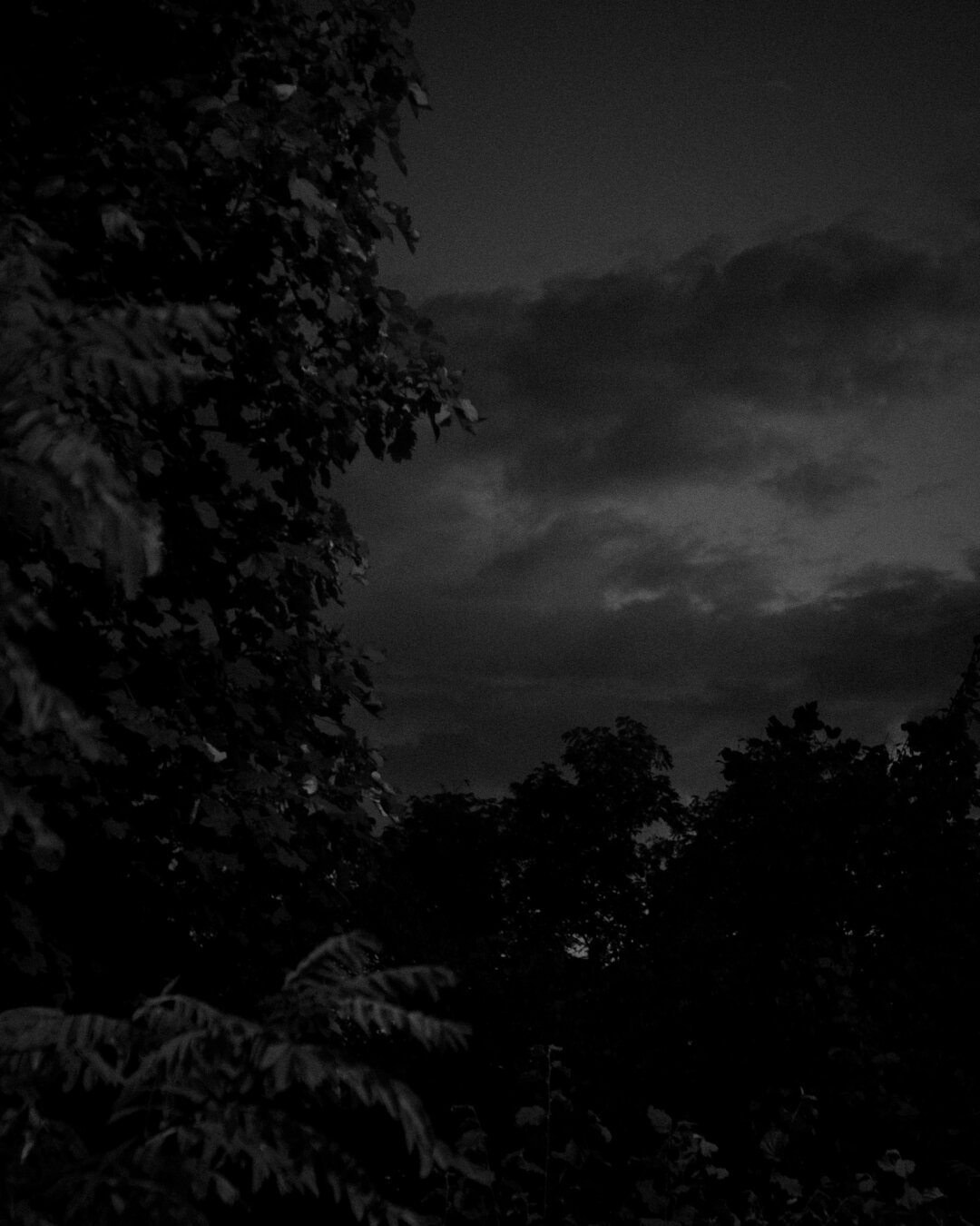 Branco e negro oscuro, contrastado e con ruído. Nos tercios superior dereitos unbceo nubrado, o resto, coma enmarcandoo un montón de vexetación, fentos, arbores, silvareiras.