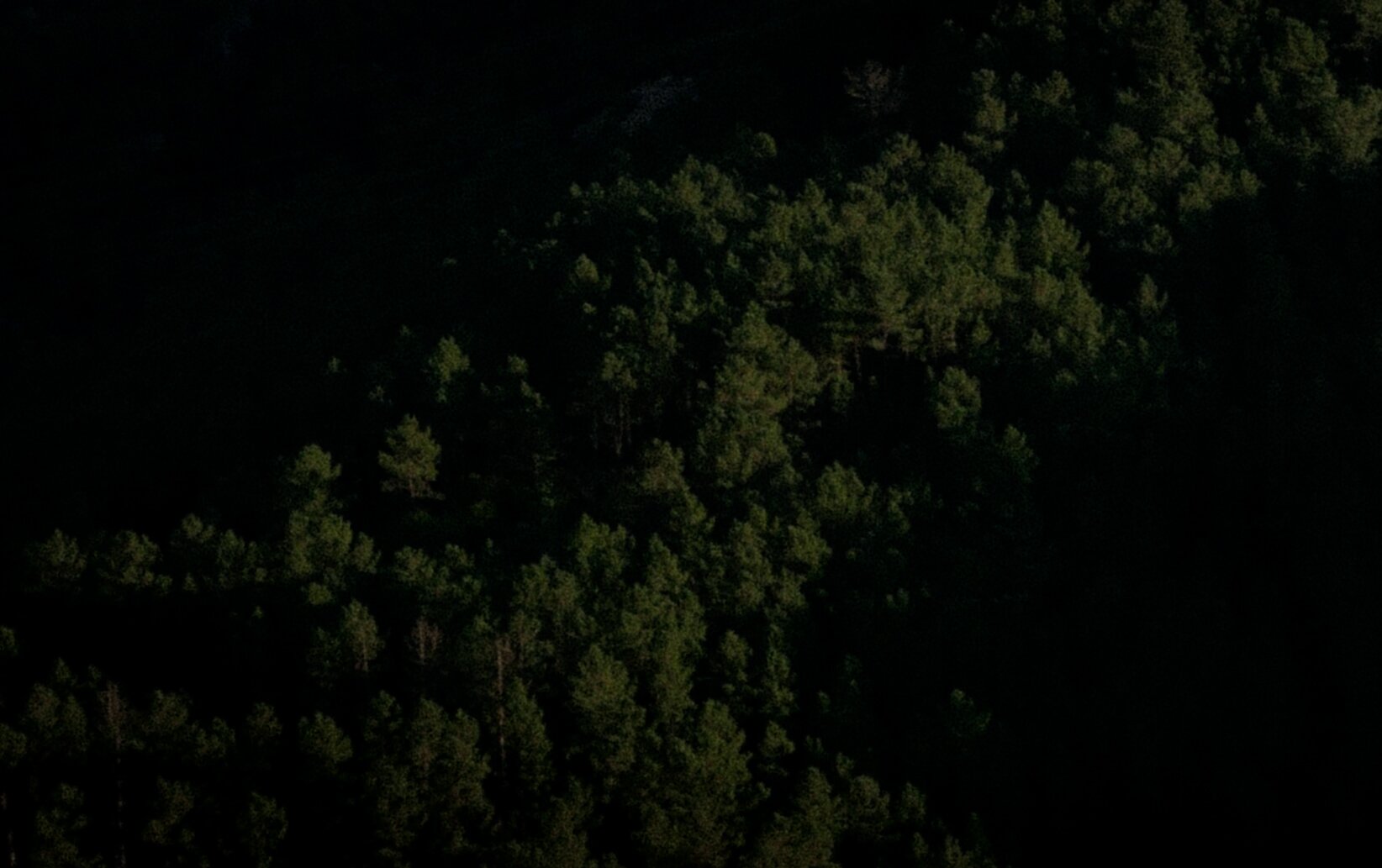Monte de piñeiros. A luz do sol crea un claro oscuro pronunciado coas partes baixas, destacando zonas de luz. Teleforo.
