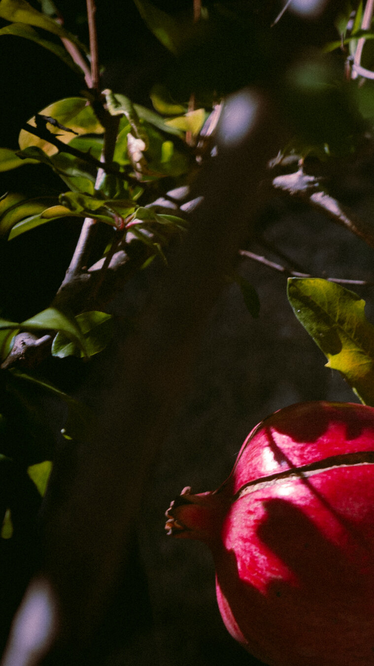 Foto oscura dunha granada en rama. Abaixo a dereita a froita vermella, en diagonal unha sombra dun pau e arriba a esquerda follas. Entra o sol dende arriba a esquerda tirando sombras entre as follas.
