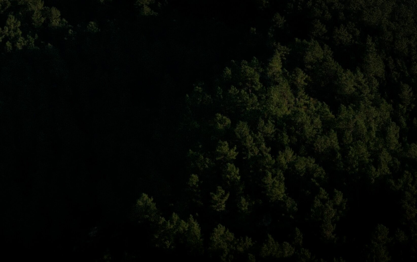 Monte de piñeiros. A luz do sol crea un claro oscuro pronunciado coas partes baixas, destacando zonas de luz. Teleforo.