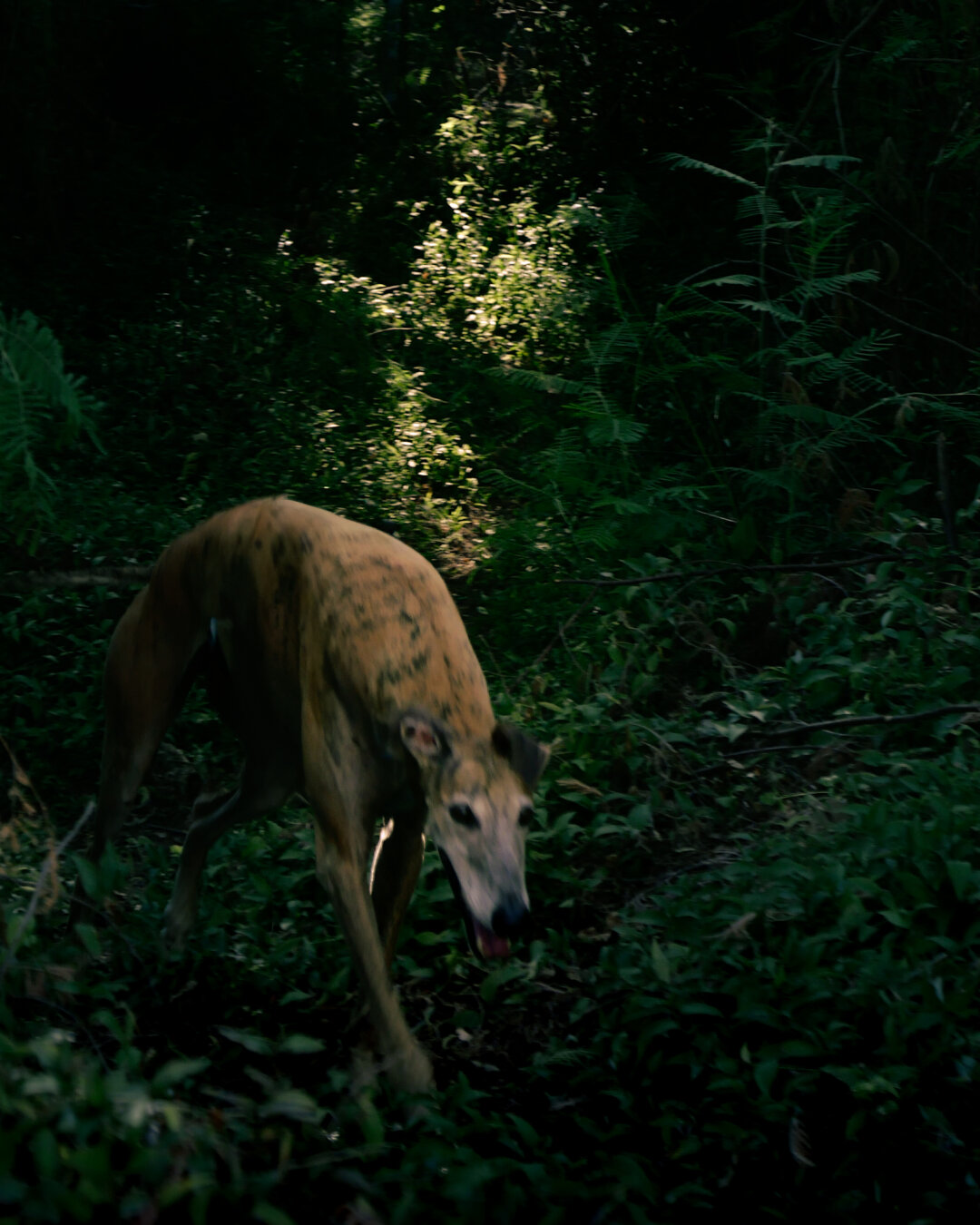 Galgo marrón por un carreiro de monte. Oscuro e verdoso, destaca o can sobre o fondo de follas verdes e un raio de sol o fondo.