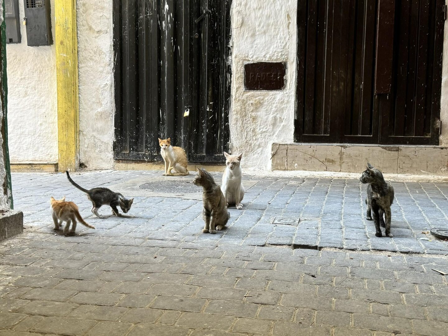 a cat gang, 6 cats on the street, you've come to the wrong neighborhood, pal
