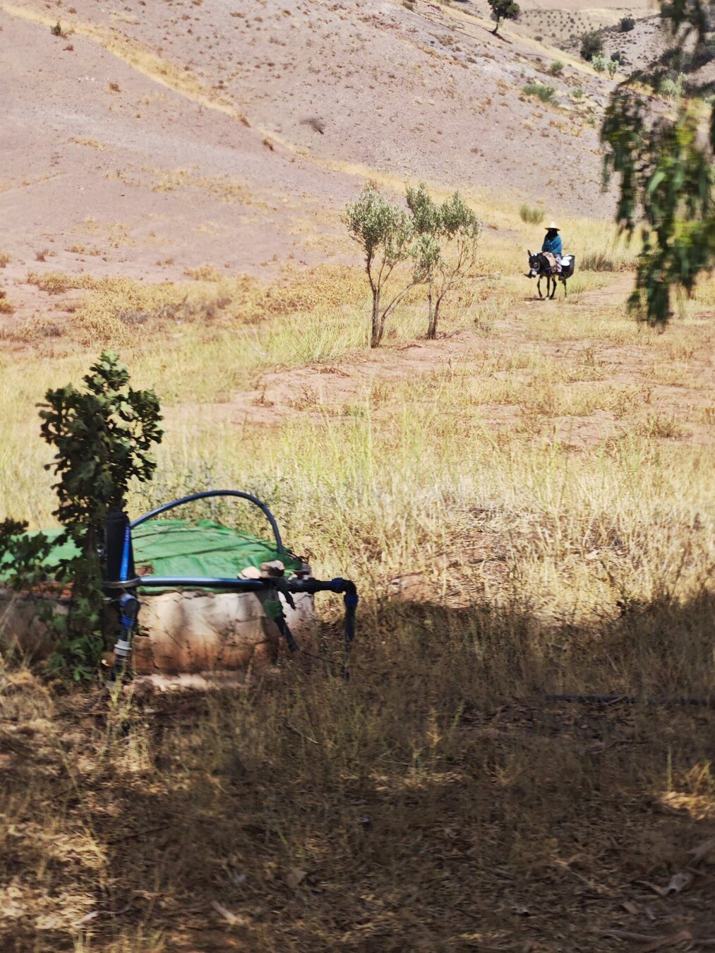 a man on a donkey moving towards two small bushes