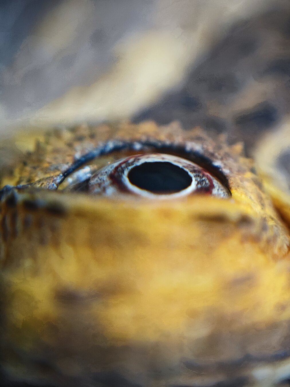 clos-up of a bearded dragon's eye, showing a black pupil surrounded by a reddish iris and the reptile's rough, scaly skin in shades of Brown and yellow