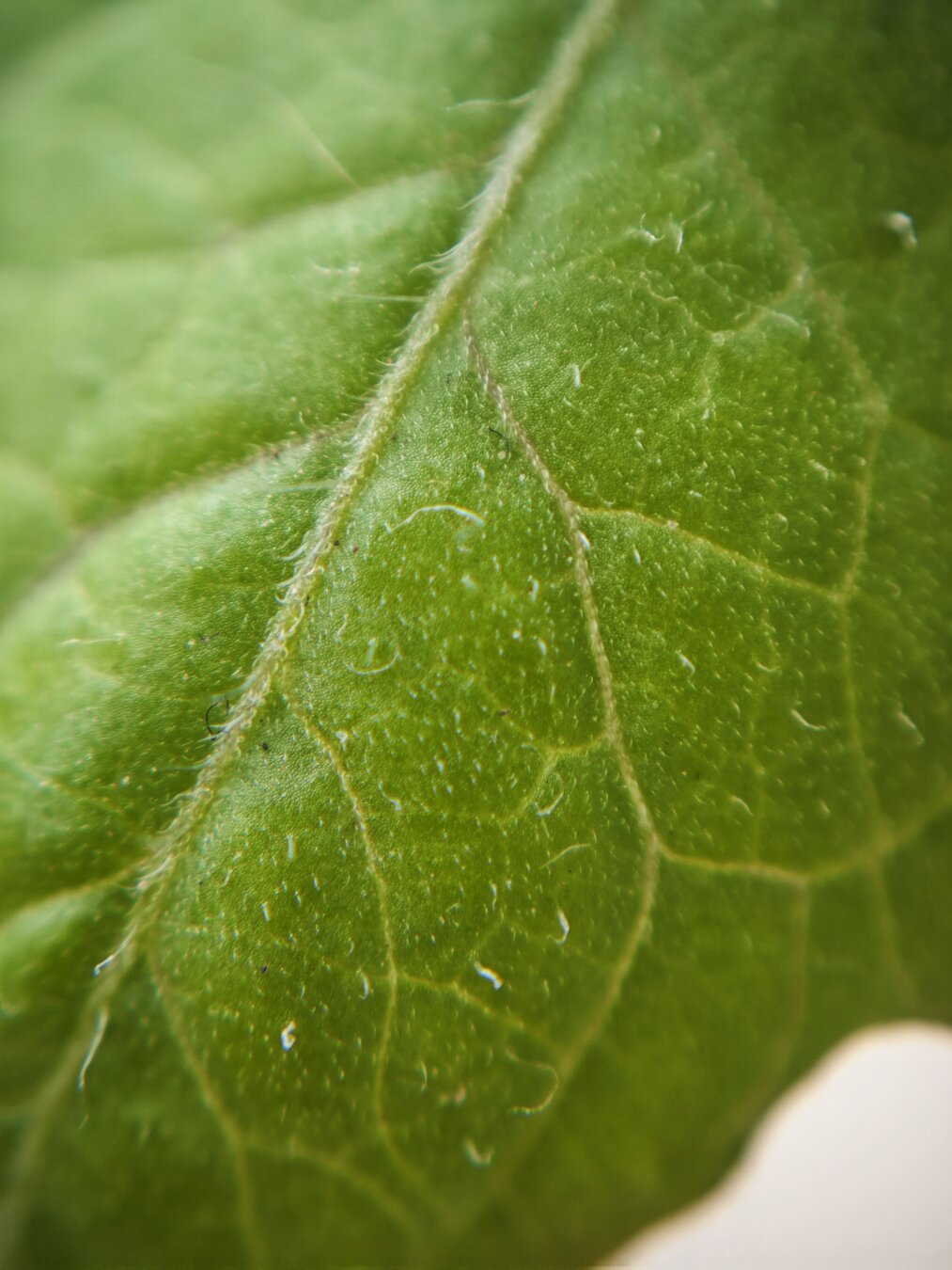 macro shot of a grean leaf (tomato) with clearly visible veins and fine hairs on its surface