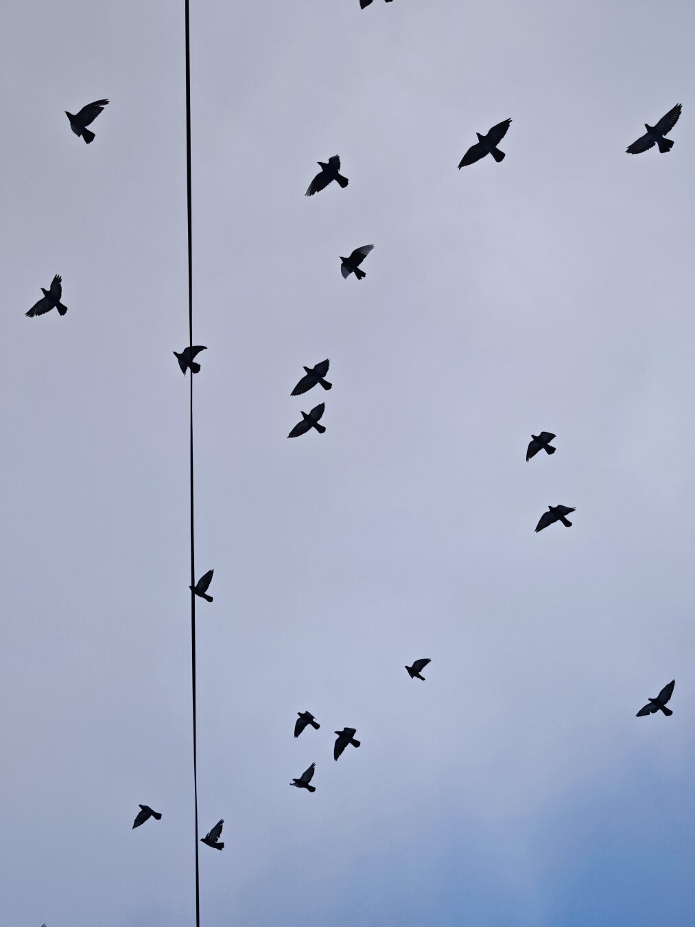 PL: Sylwetki ptaków lecących na tle pochmurnego nieba, przeciętego pojedynczym pionowym przewodem biegnącym przez środek kadru.

EN: Silhouettes of birds flying against a cloudy sky, intersected by a single vertical wire running through the center of the frame.