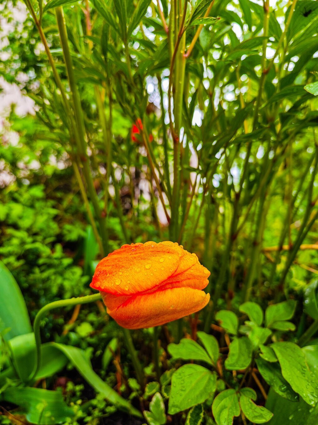 Orange tulip against other plants, stems and grass