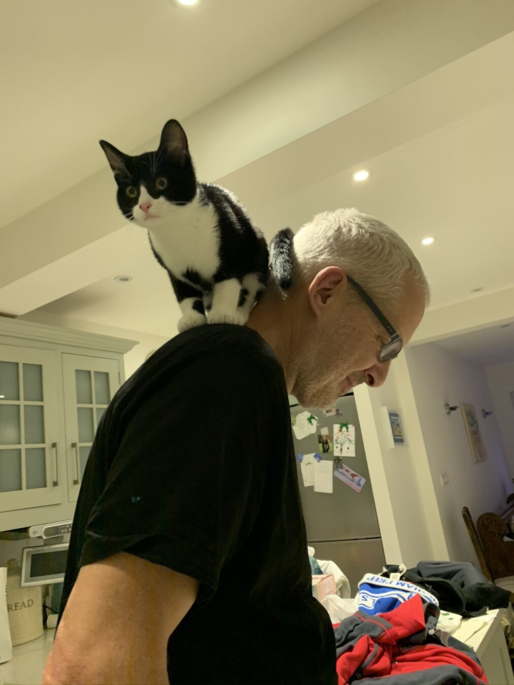 Cat on shoulders
