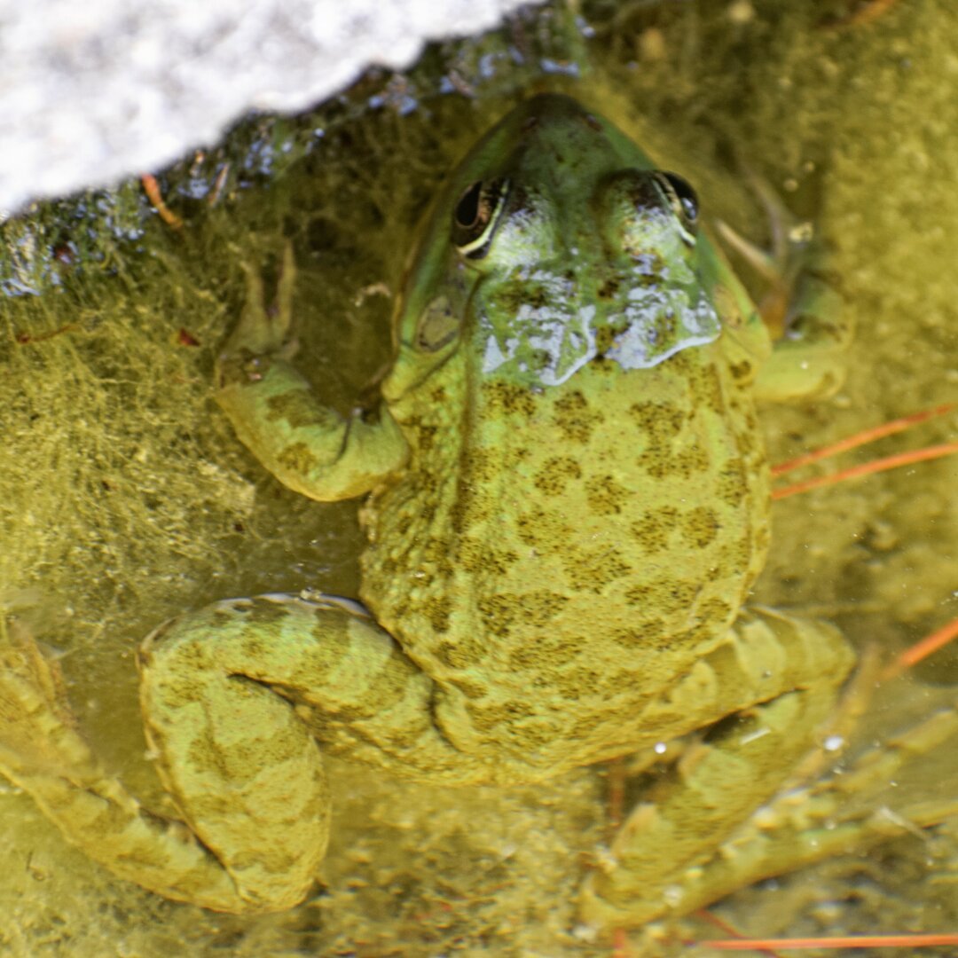  Une grenouille verte dans l'eau qui prend toute l'image 