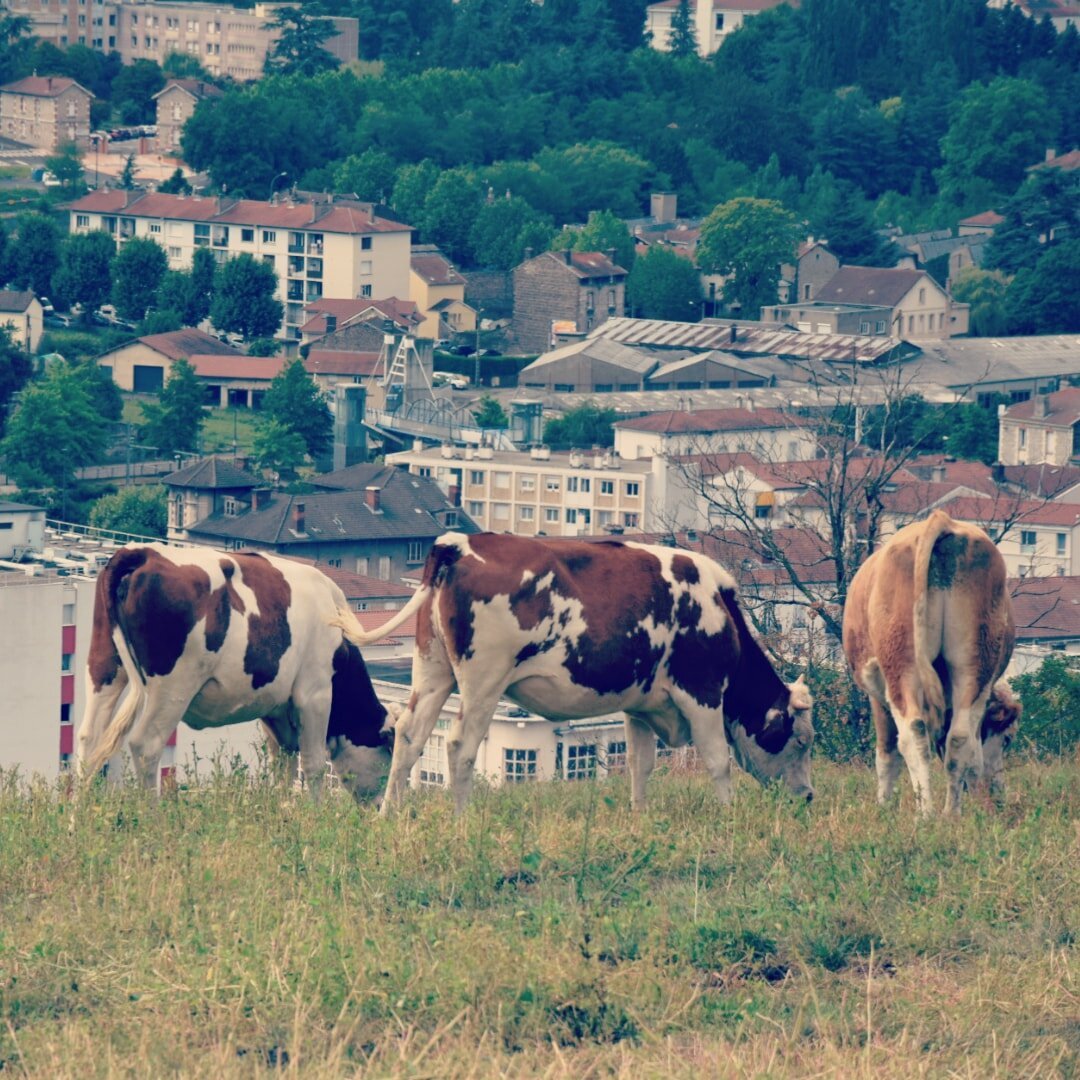 Quelques vaches paissent dans un champ avec la ville en contrebas