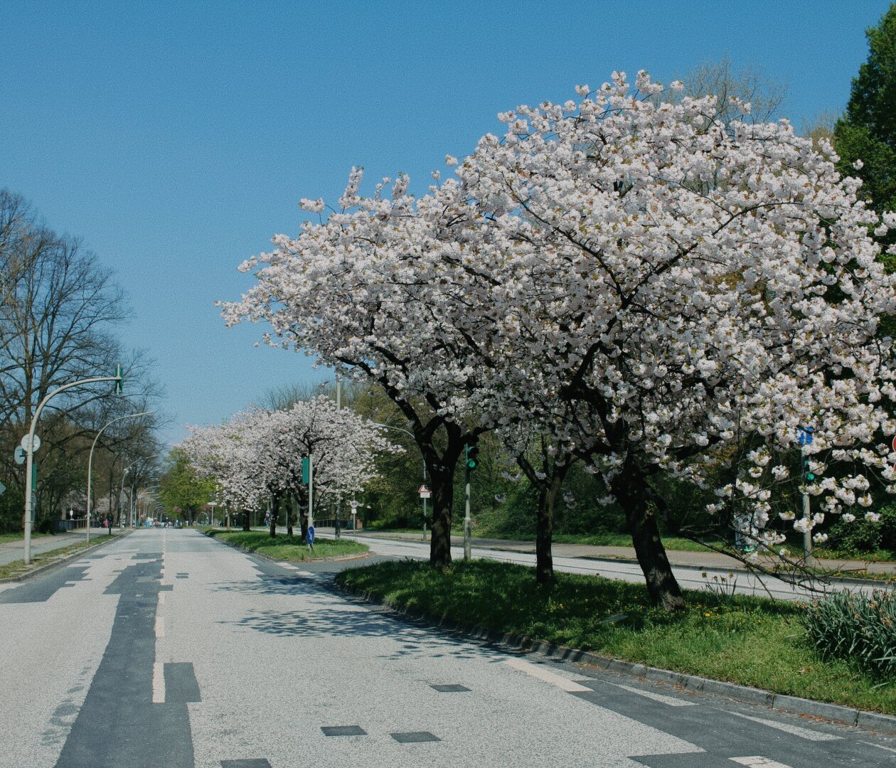 cherry trees in blossom next to an abandoned street