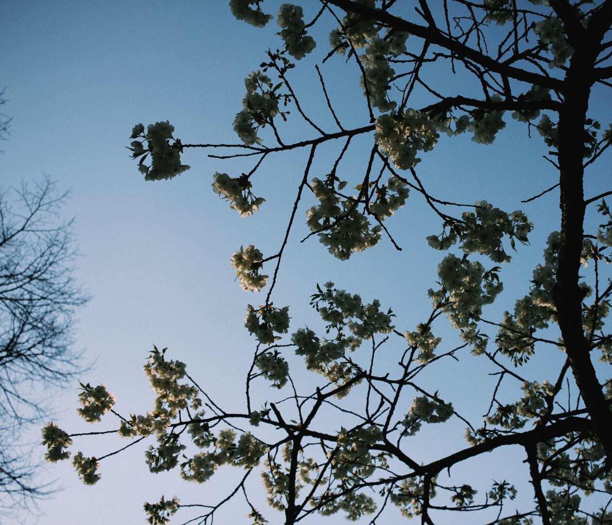 cherry blossoms in front of a blue sky