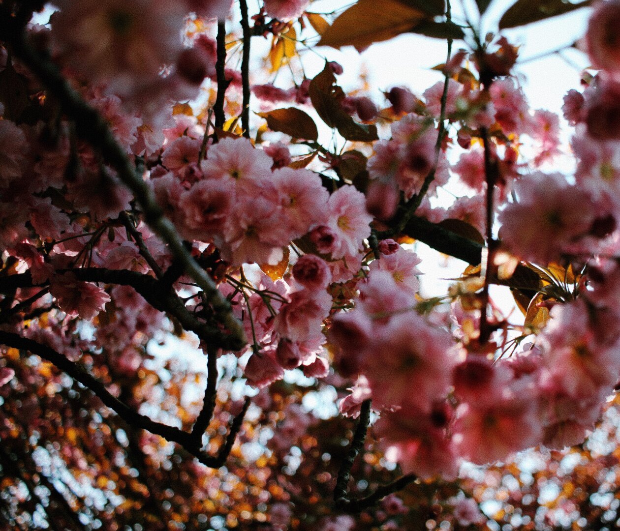 closeup photo of cherry blossoms with a bokeh style background