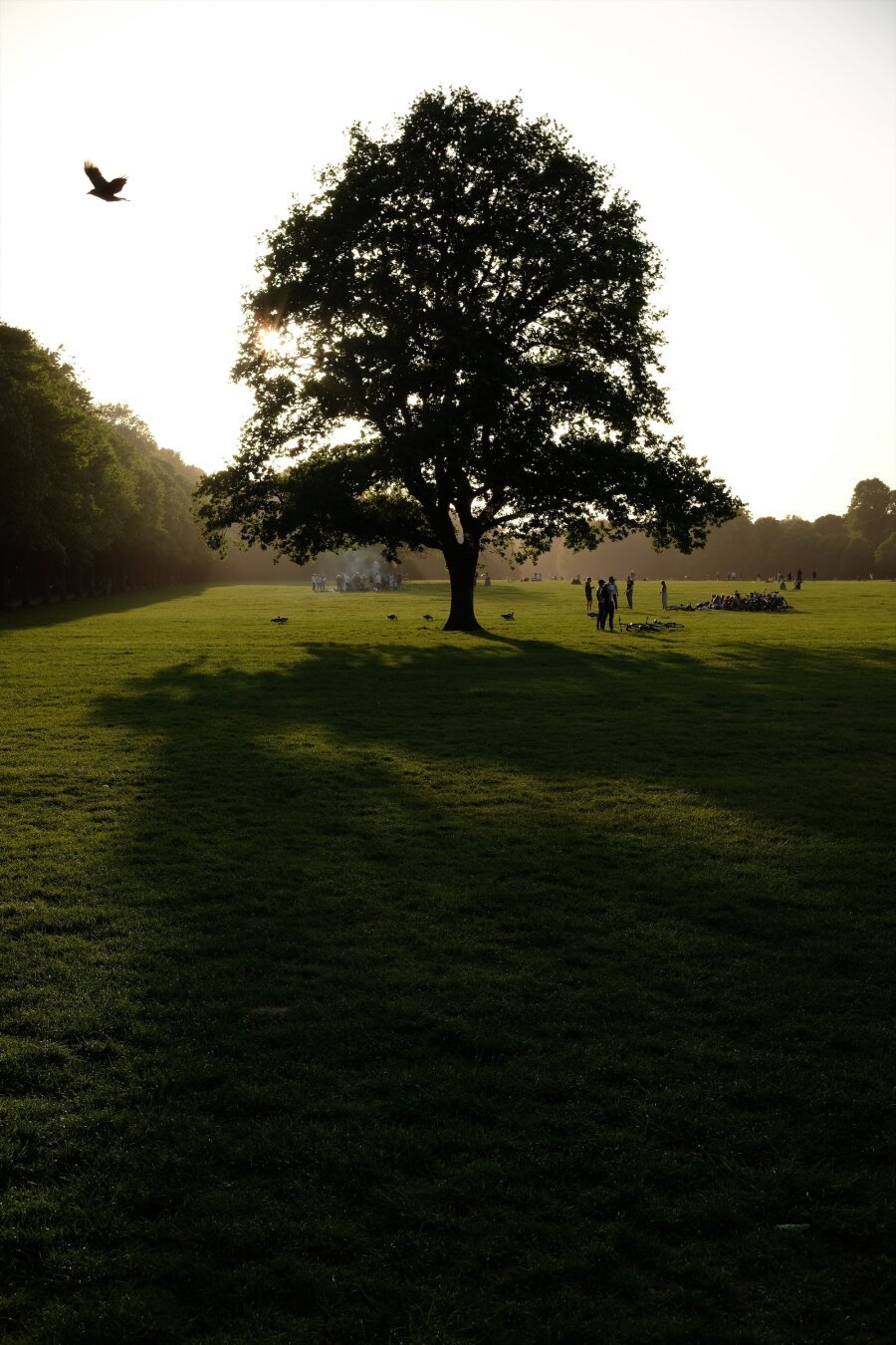 photo of a tree against the sun, one bird is visible in the sky