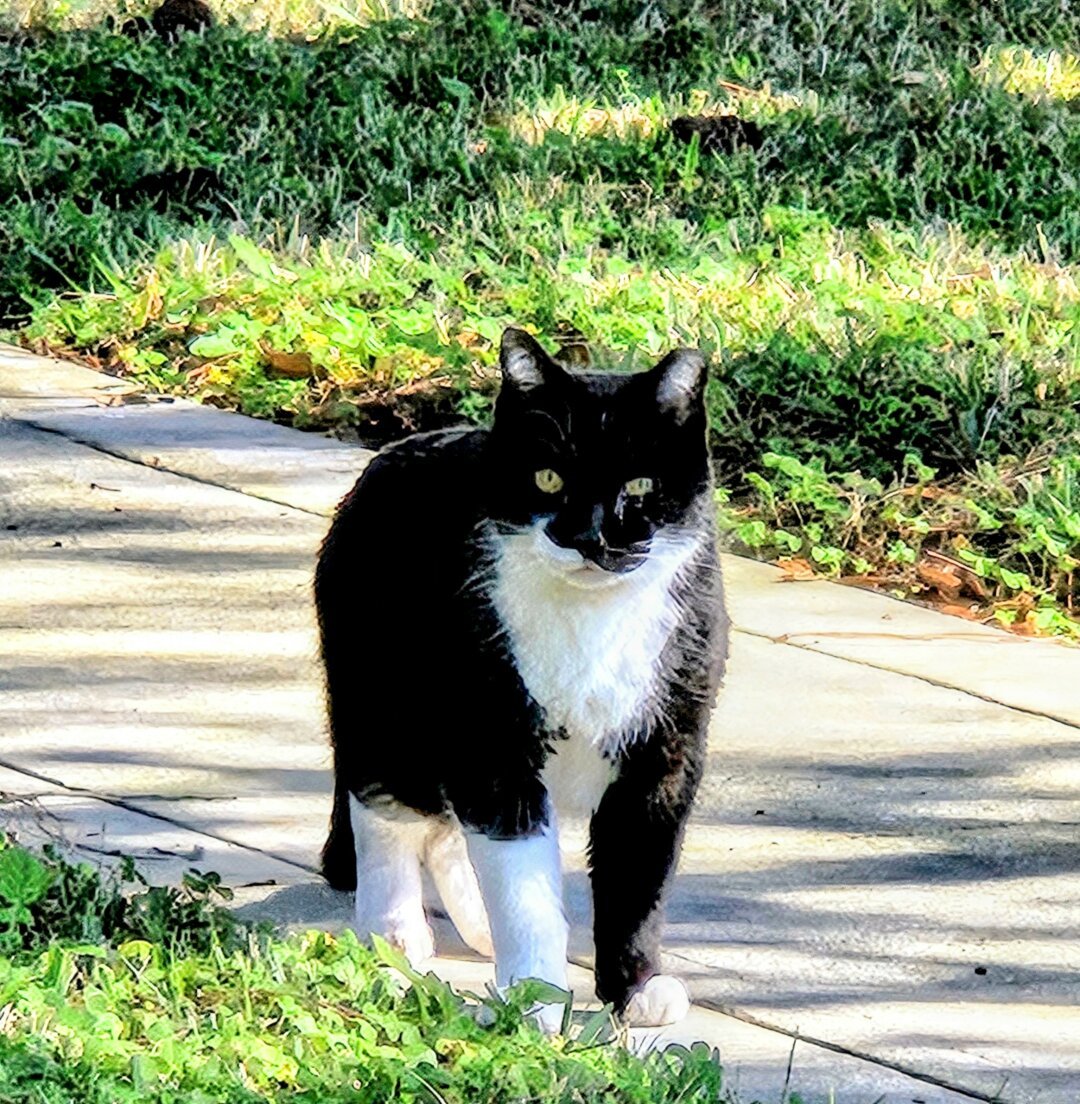 A black and white tuxedo cat pauses on sidewalk to watch the photographer.