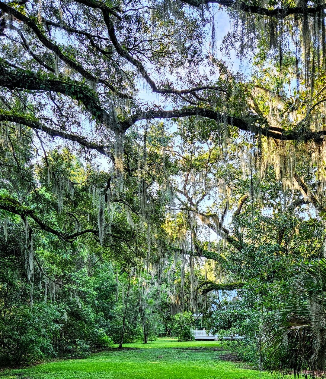 Preserved Spanish Moss - Spring Green