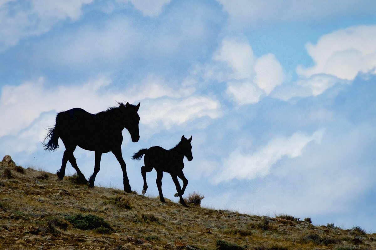 A foal leads his mom down the hill. Two silhouetted horses are in the photograph: a young foal and a mare, both heading down a slight slope. They are headed from left to right. Behind the mare you can see a little dirt being kicked up. The ground is a wonderful nondescript brown with a couple of small rocks. Behind the horses, the sky is light blue with loads of cumulus clouds.

It’s always risky to ascribe human emotions to the animal kingdom, but it certainly does look like there is joy in the young horse’s heart. Its head is held high, and its ears are alert. It almost seems to float off the ground, and it can’t wait to keep exploring. I know. I made the photograph, and this young horse was full of life, energy, and vitality.