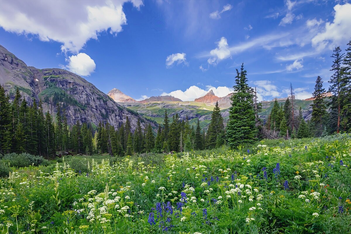 An alpine meadow filled with wildflowers and distant mountain peaks in the background.

We’re looking at a meadow filled with wildflowers. There is mostly tall grasses, and intermixed are white wildflowers and bluebells. There are a few yellow and red flowers in there, too, but not very many, and you have to look really close to see them. 

A row of pine trees is just behind the meadow. The pine trees clearly edge the meadow, and it isn’t a thick row, but they are there, all the same. A mountain comes down from the right and ends just before the center of the frame. 

In the background there are peaks of some much taller mountains, and are these are lit by the sun.

The sky is a beautiful shade of blue with white fluffy clouds. There’s a hint of a storm cloud to the left, and it looks like later a storm might come in. And yes, a storm did happen later, and it was fierce. I ended up soaking wet from it, but that makes this photograph all the more special.
