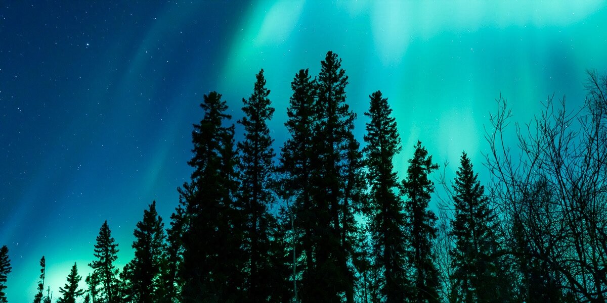 Silhouetted trees rise to meet auroral light in a panoramic photograph.

There are several silhouetted tree tops, mostly pine, but also a couple of birch, in the photograph. You can’t see the trunks, only the tops. The pines in the center are the tallest, making a nice symmetry in the photograph. There’s only about 15 pine trees total, so there aren’t many trees, but they are all very symmetrical and pretty. On the right-hand side are leafless birches.

Behind the trees, the aurora streams down. The aurora is an iridescent teal that positively glows. It appears the trees are all reaching up to meet the light, which is what makes this photograph so impactful. There is some sky visible on the left side with some stars. 

This is a simple image, but powerful because of the simplicity.