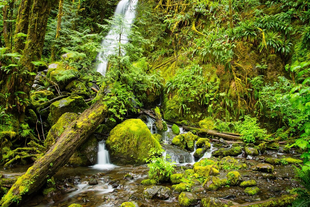 A close up view from the bottom of a ravine in a rainforest with a small waterfall.

This is a rainforest, so everything is wet and green. Moss covers most every surface. So, bear that in mind for the rest of the description. We’re at the base of a small stream, but we could walk across it without noticing. It’s that small. In the middle left of the photograph a waterfall is tumbling down before a fallen log and some small trees. It forms a cascade, just a foot high, as it flows into the stream.

The fallen log starts in the lower let and goes to the middle left of the photograph. There is a very large tree anchoring the entire left side and the right is the afore-mentioned moss covering the ravine wall. Finally, the lower right is more stream, but really, it’s just wet and soggy ground more than a stream.

Overall, it is a peaceful and tranquil close-up scene of a rainforest, and you can feel the peace in it.